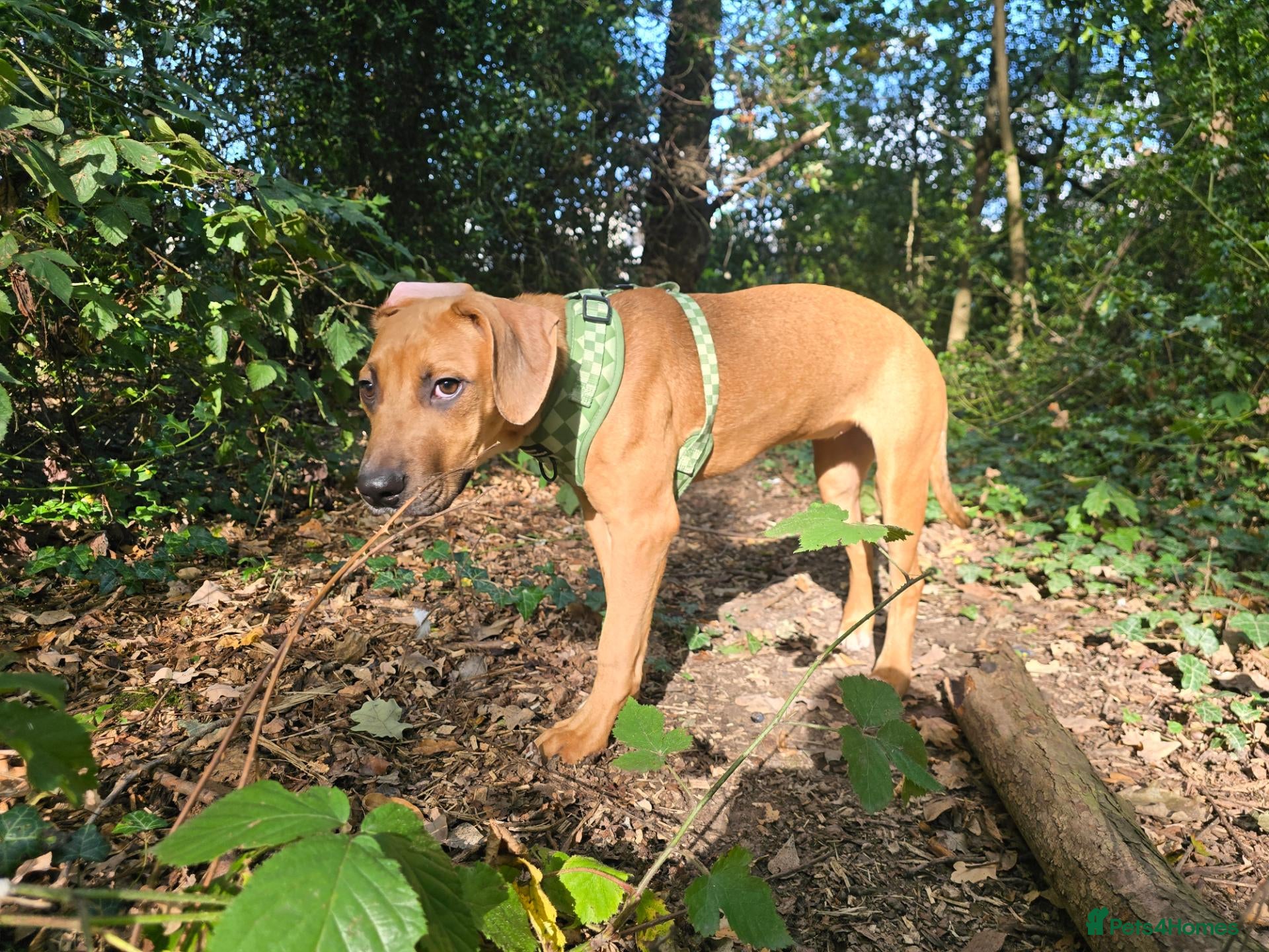 Mixed Breed dogs 5 months old Rhodesian ridgeback girls  - Advert 2