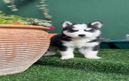 Siberian Husky dogs for sale: Siberian husky puppies - Image 5