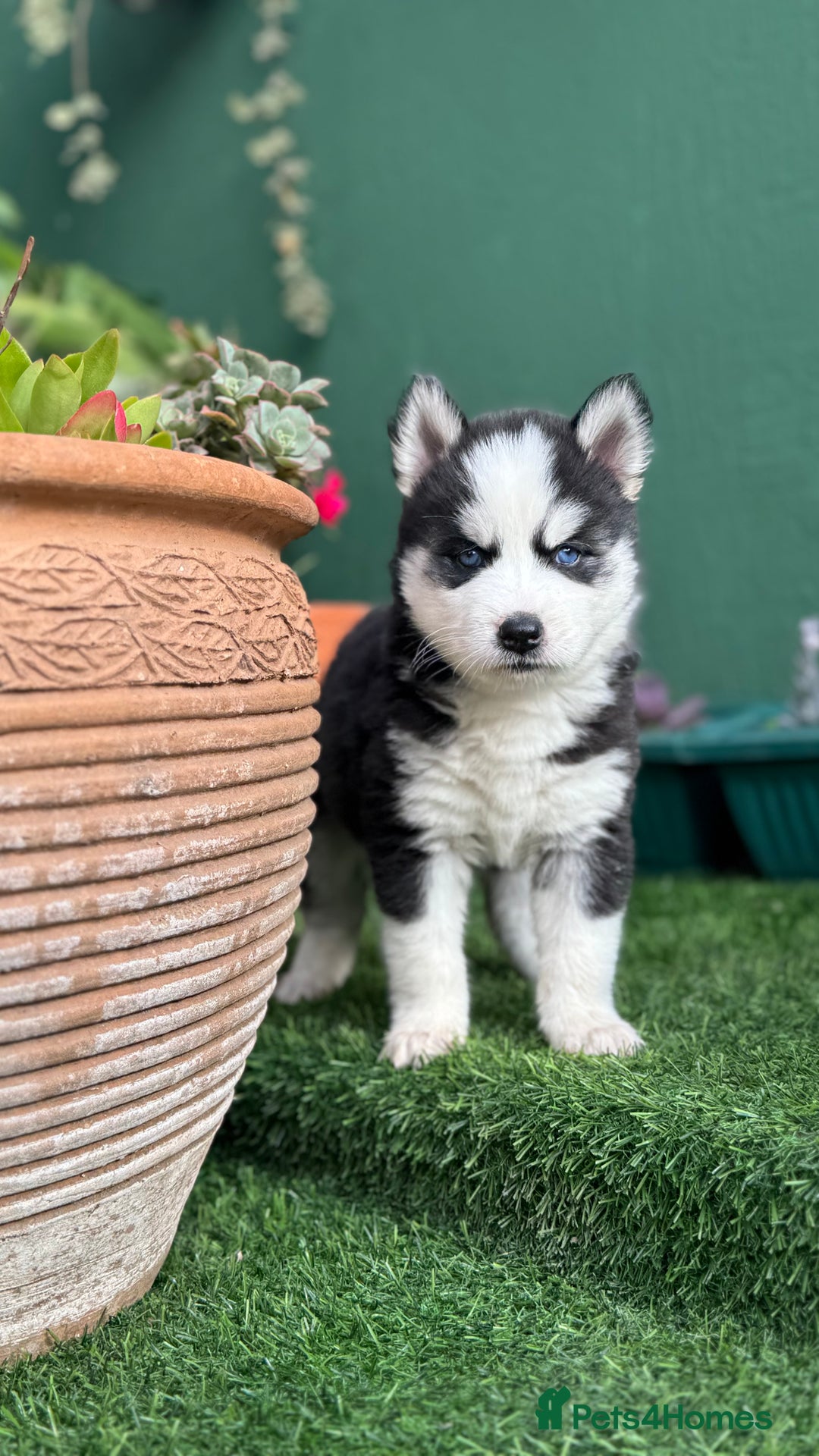 Siberian Husky dogs for sale: Siberian husky puppies - Image 5