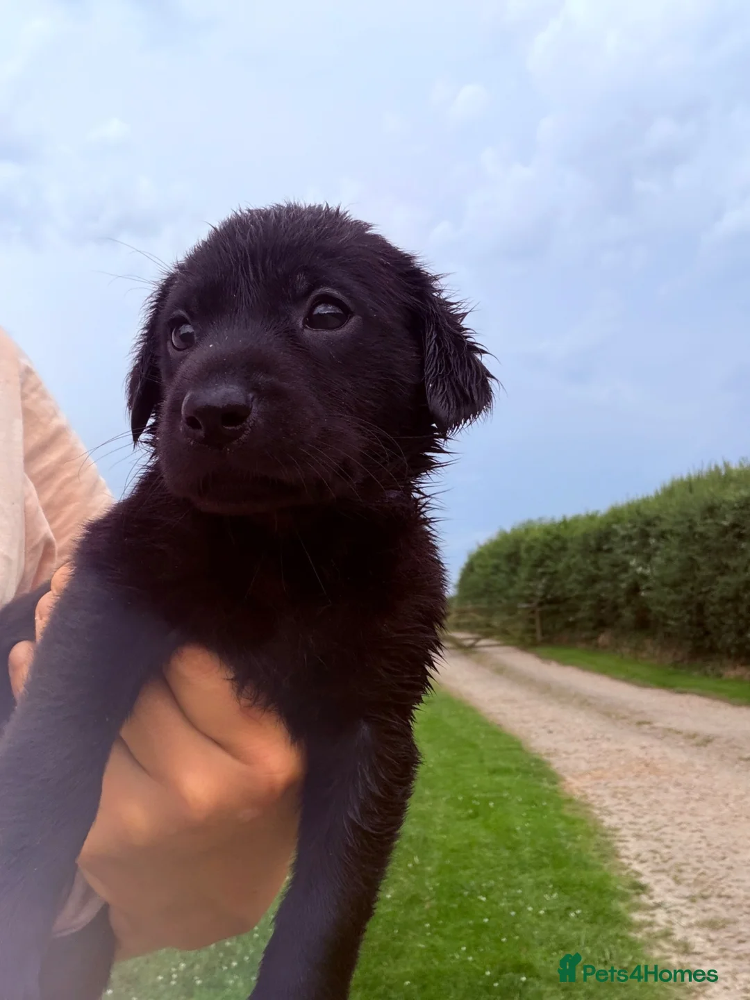 Labrador Retriever dogs for sale: Kc reg Labrador puppies  - Advert 5