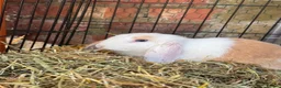 Mini Lop rabbits for sale: Male rabbit for rehoming  - Advert 3