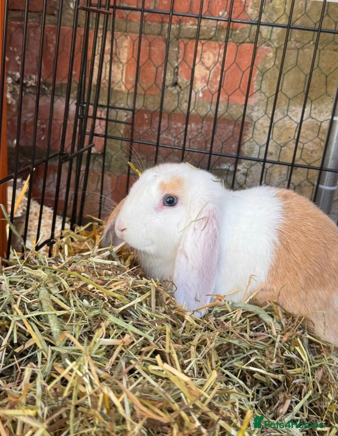 Mini Lop rabbits for sale: Male rabbit for rehoming  - Advert 3