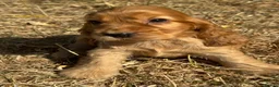 Cocker Spaniel dogs for sale: ❤️BEAUTIFUL GOLDEN COCKER SPANIEL 100% SHOWTYPE❤️ - Advert 10