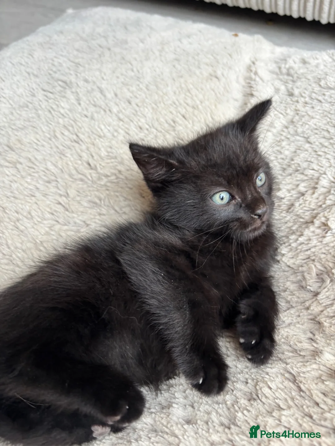 Mixed Breed cats for sale: Kittens Looking for Loving Families - Advert 28
