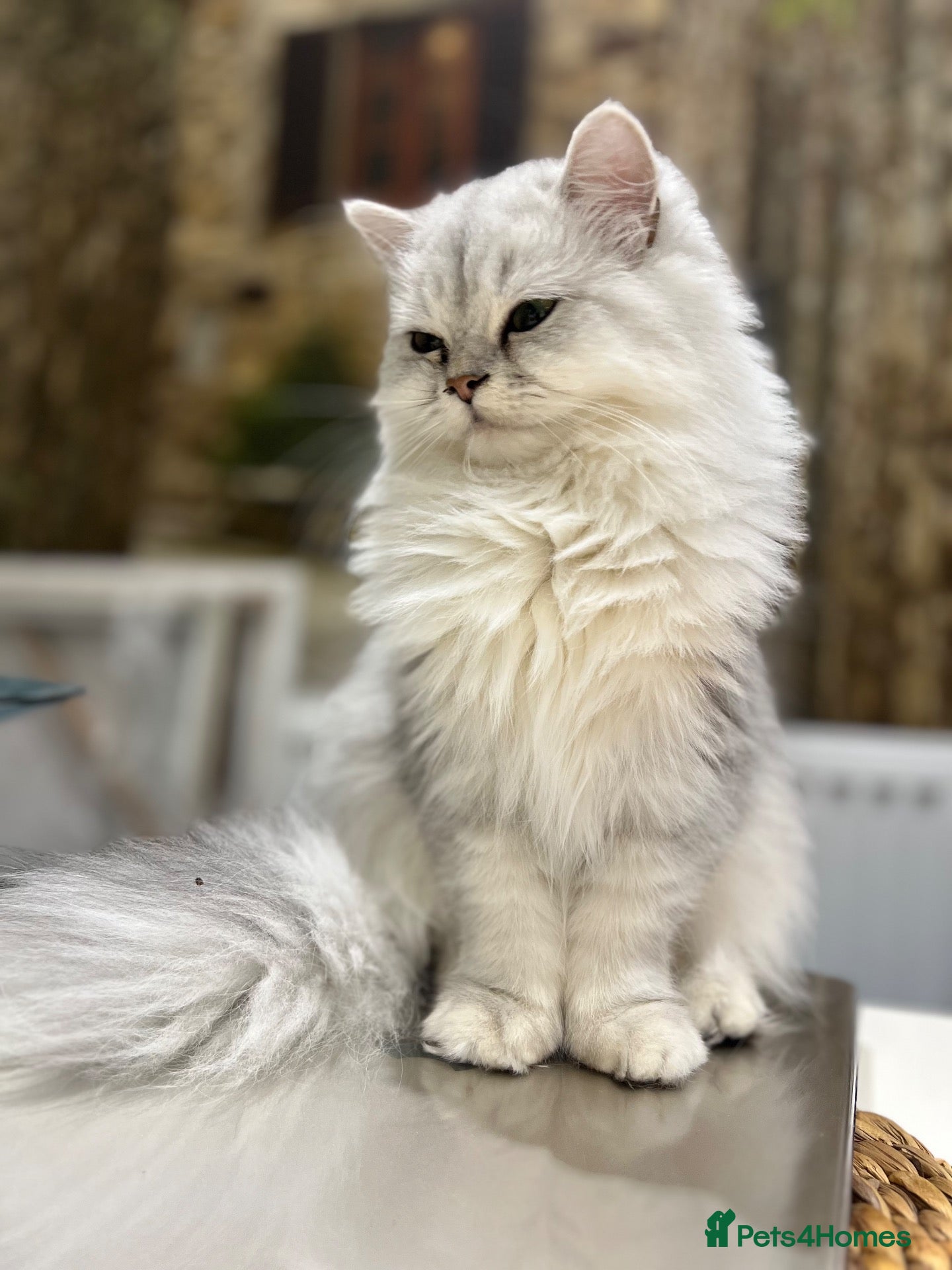Persian cats for sale: Beautiful GCCF Silver Persian Brother and Sister - Advert 2