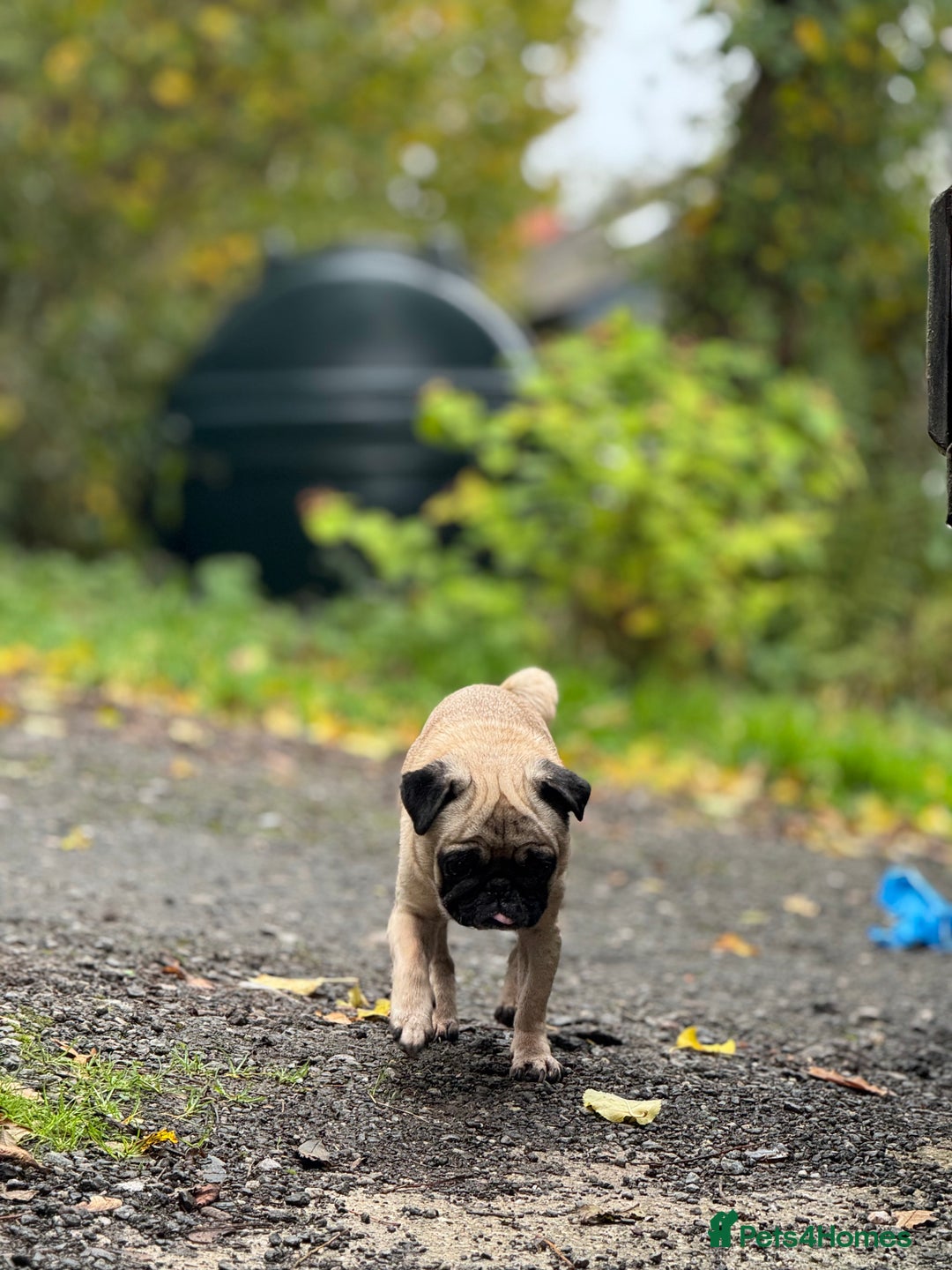 Pug dogs for sale: Frankie - Advert 2