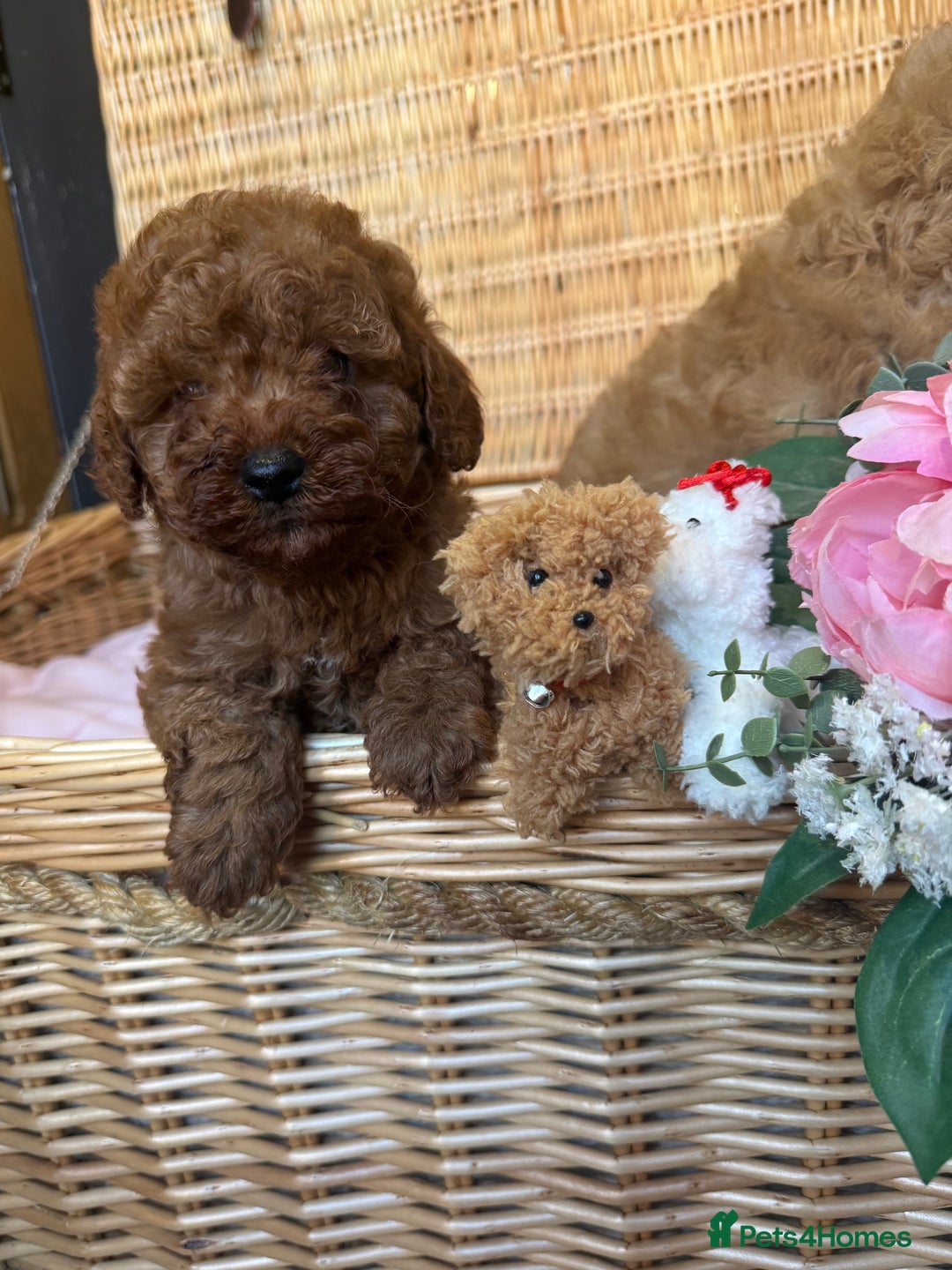 Cavapoo dogs for sale: Cavapoo little bears LICENSED - Advert 1