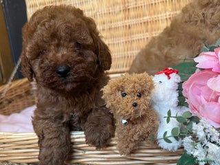 Cavapoo dogs Cavapoo little bears LICENSED - Advert 6