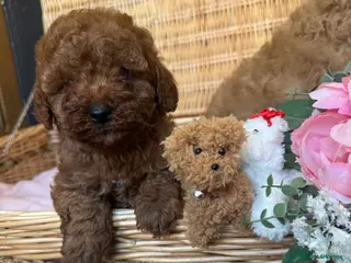 Cavapoo dogs Cavapoo little bears LICENSED - Advert 18