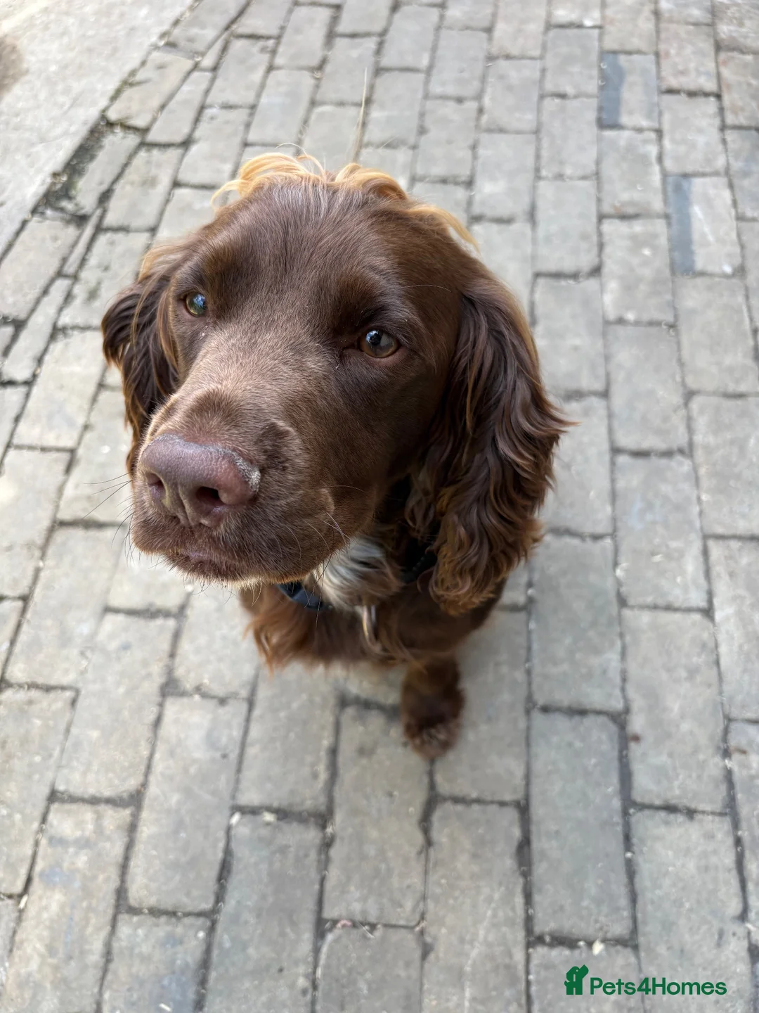 Cocker Spaniel dogs for stud: Teddy stud Dog  - Advert 8
