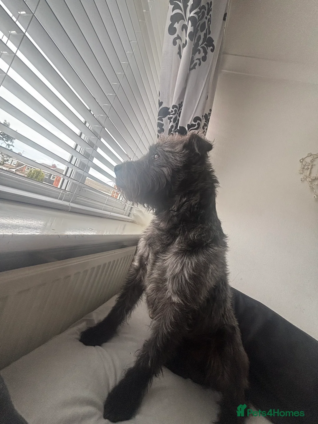 Patterdale Terrier dogs for sale: 🔥🔥ROSIE & BOBS LITTER🔥🔥 in Liverpool - Advert 31