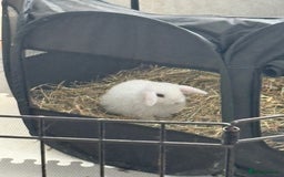 Dwarf Lop rabbits for sale: Dwarf lop fluffy baby bunnies - Image 6