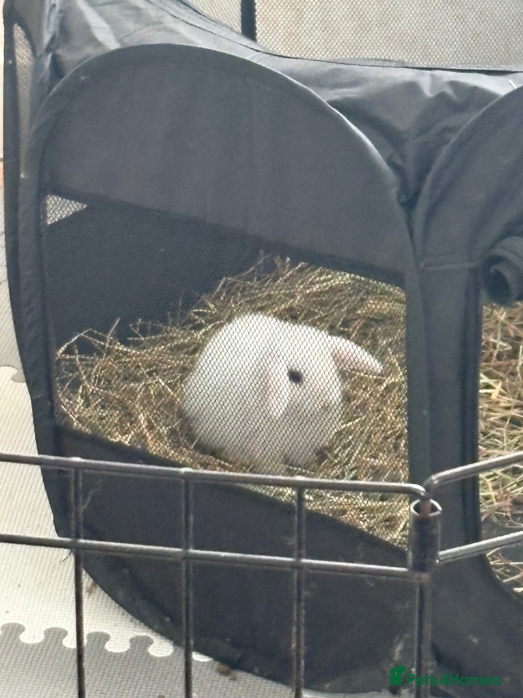 Dwarf Lop rabbits for sale: Dwarf lop fluffy baby bunnies - Image 6