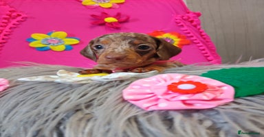 Miniature Dachshund dogs - Advert 15