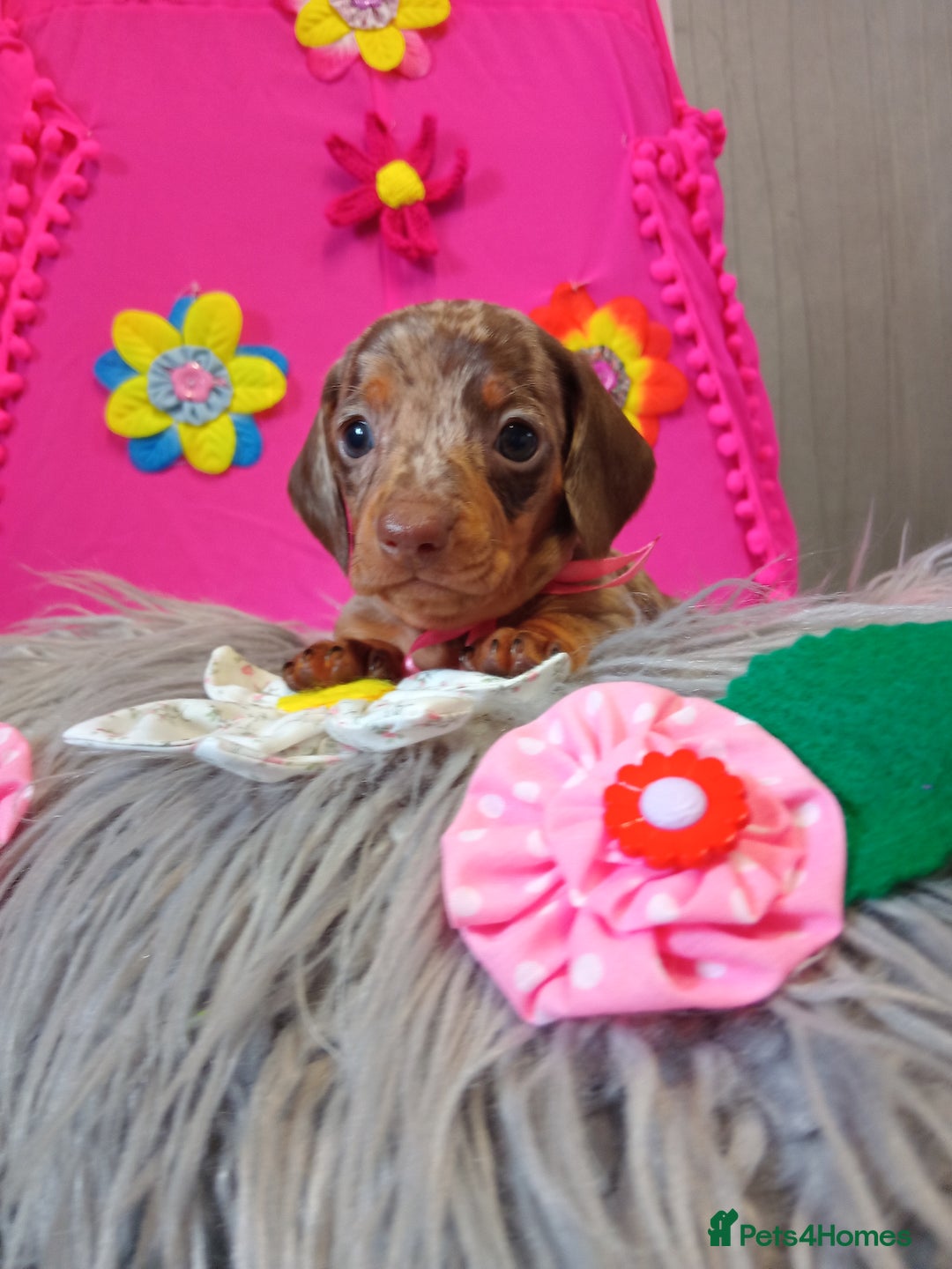 Miniature Dachshund dogs for sale: 3 MINIATURE DUSCHUND PUPPIES  - Image 3