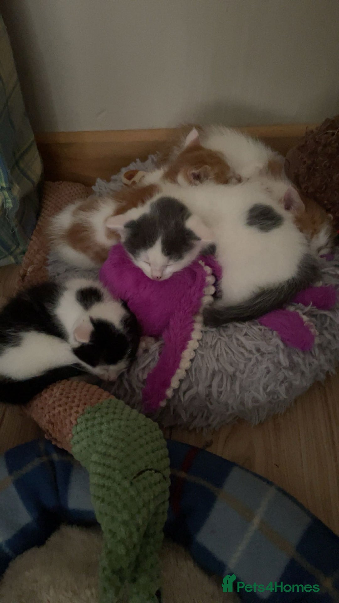 Mixed Breed cats for sale: Kittens for sale  - Image 1