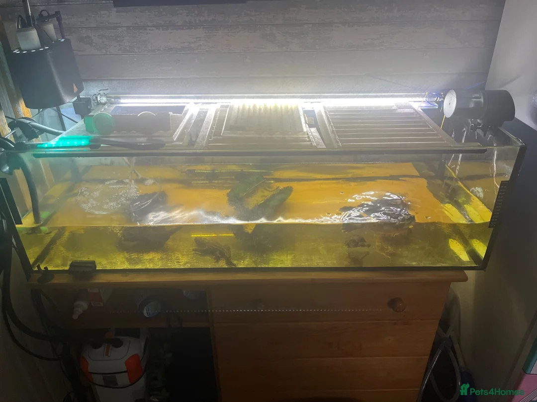Terrapin reptiles for sale: Water turtles  in Houghton le Spring - Advert 2
