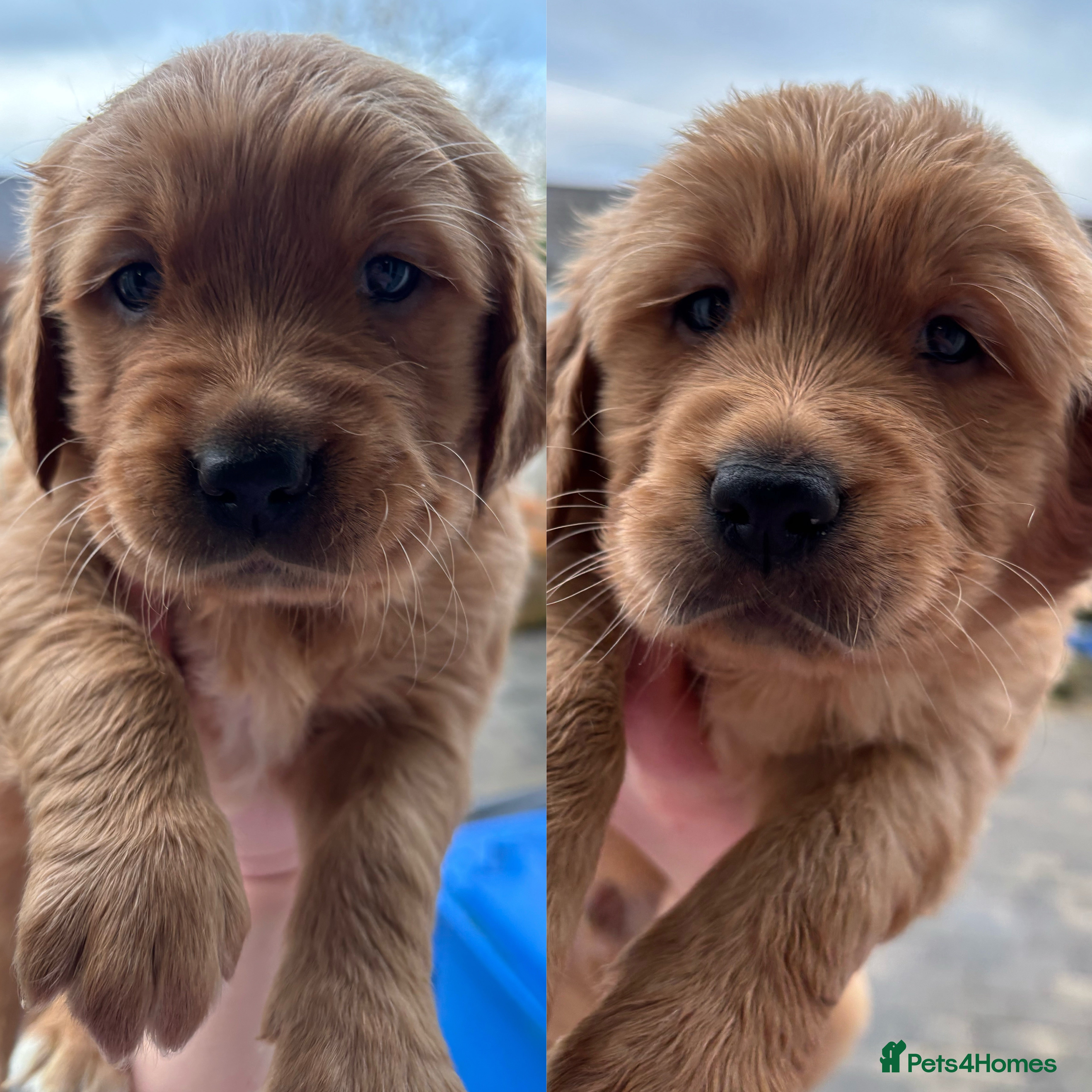 Golden Retriever dogs KC DNA tested gorgeous golden retriever puppies  - Advert 1