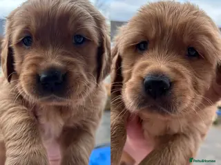 Golden Retriever dogs KC DNA tested gorgeous golden retriever puppies - Advert 6