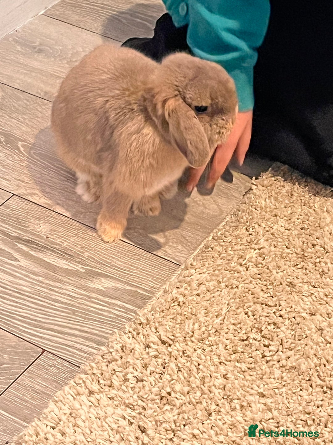 Mini Lop rabbits for sale: Mini lop bunny (honey) - Advert 1