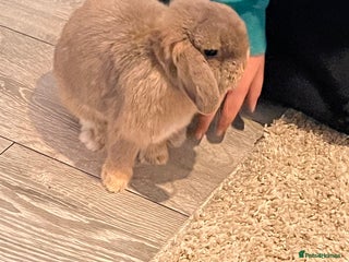 Mini Lop rabbits Mini lop bunny (honey) - Advert 1