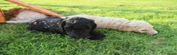Standard Poodle dogs for sale: Standard Poodle Puppies  in Craigavon - Advert 10