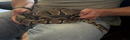 Python Snake reptiles for sale: Ball python Monty  - Advert 10