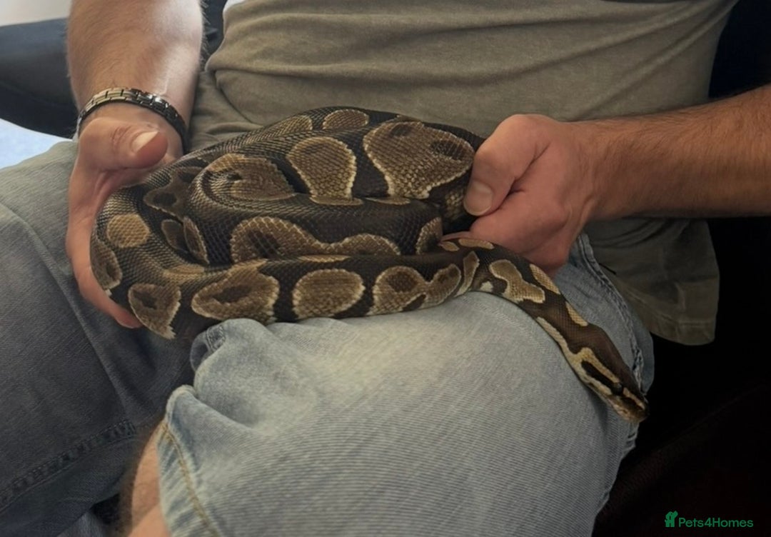 Python Snake reptiles for sale: Ball python Monty  - Advert 10