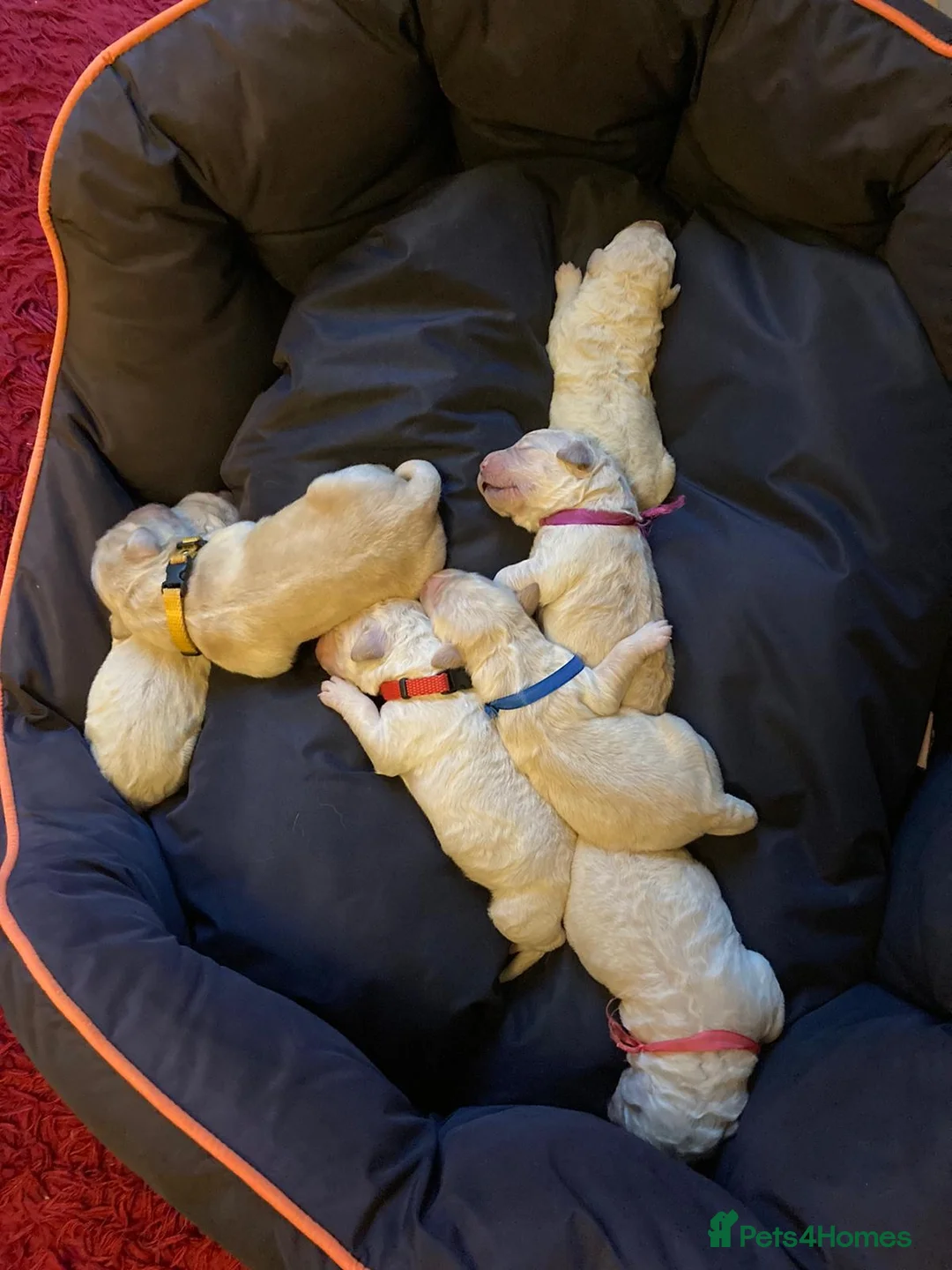 Labradoodle dogs for stud: Labradoodle Stud - Proven in Worthing - Advert 17