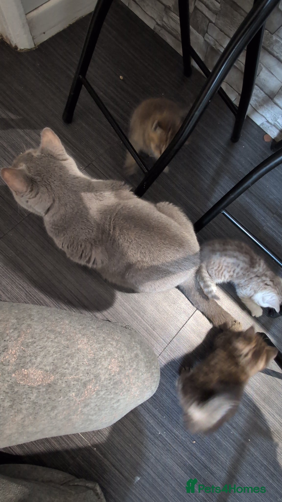 Mixed Breed cats for sale: Stunning TeddyBear Persian Chinchilla x BSH girls  - Advert 16