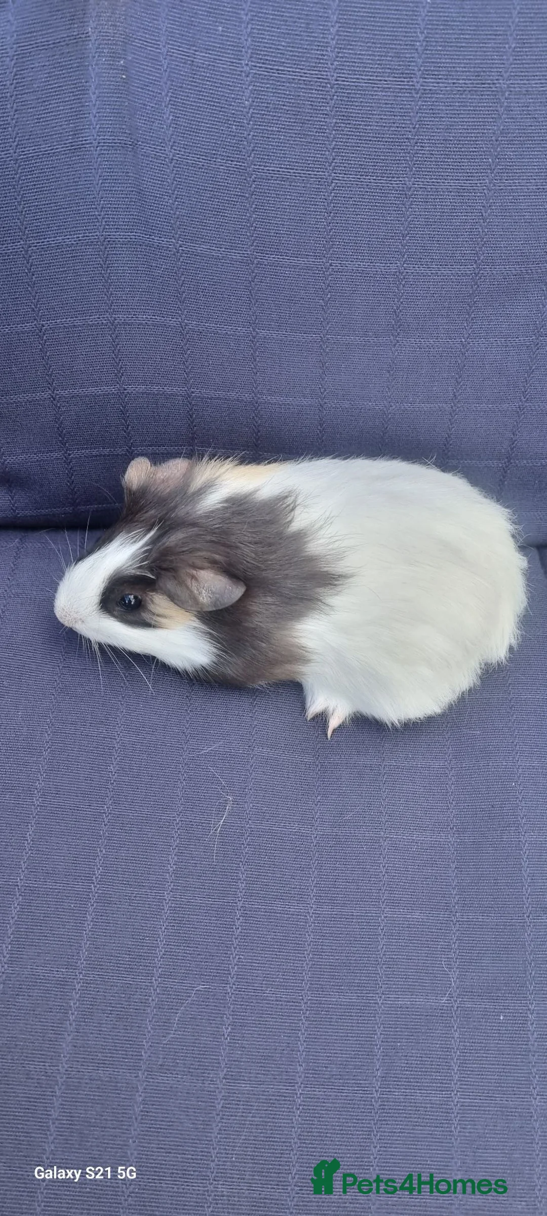 Guinea Pig rodents for sale: Female baby guinea pigs  in Rochester - Advert 2