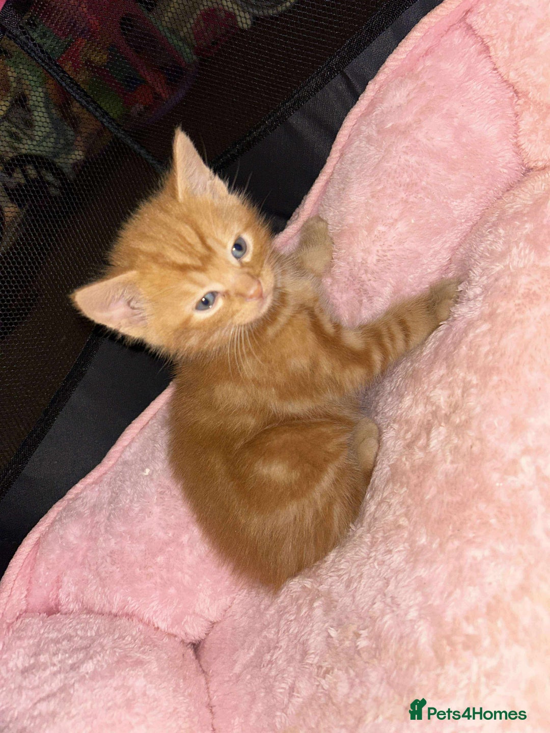 Mixed Breed cats for sale: Mixed BSH/ragdoll  - Image 5