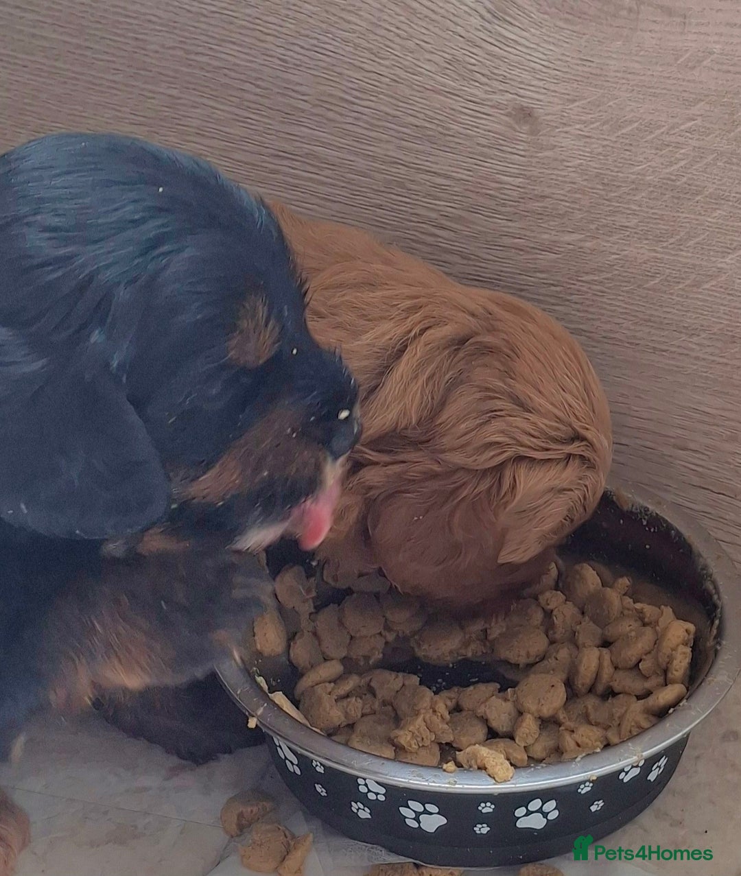 Cavapoo dogs for sale: Toy Cavapoo puppies - Image 21