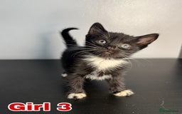 Mixed Breed cats for sale: Beautiful mixed bengal kittens  - Image 12