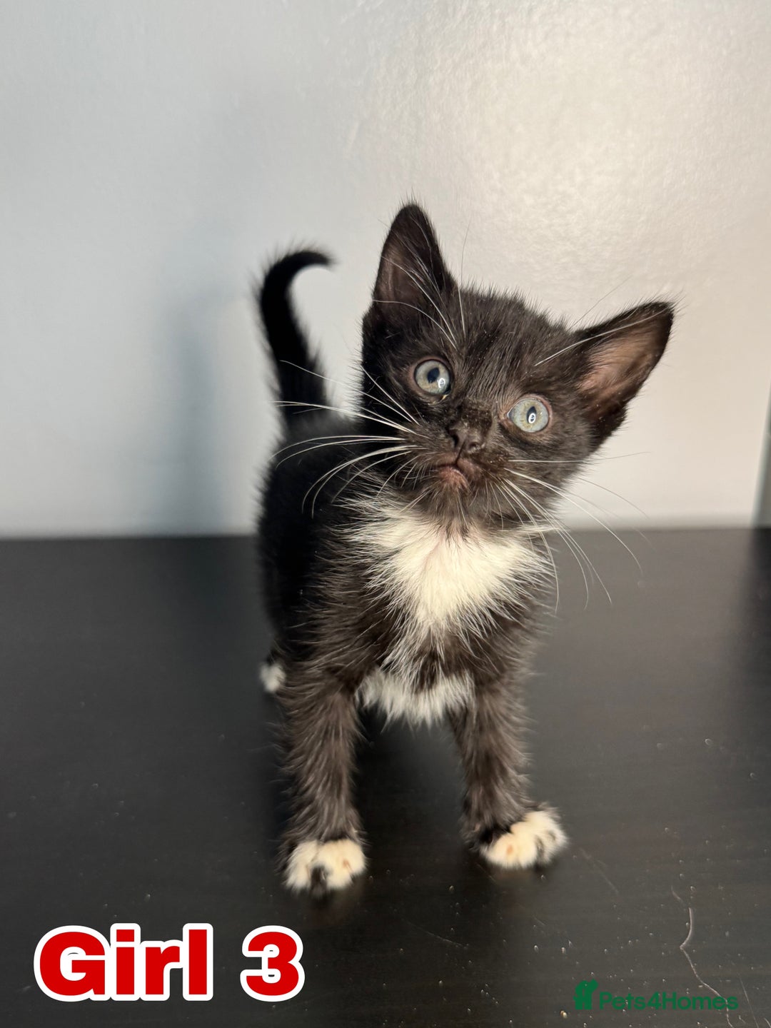 Mixed Breed cats for sale: Beautiful mixed bengal kittens  - Image 12