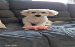 Bichon Frise dogs for sale: 11 months Bichon Frise, Male for sale  - Image 2