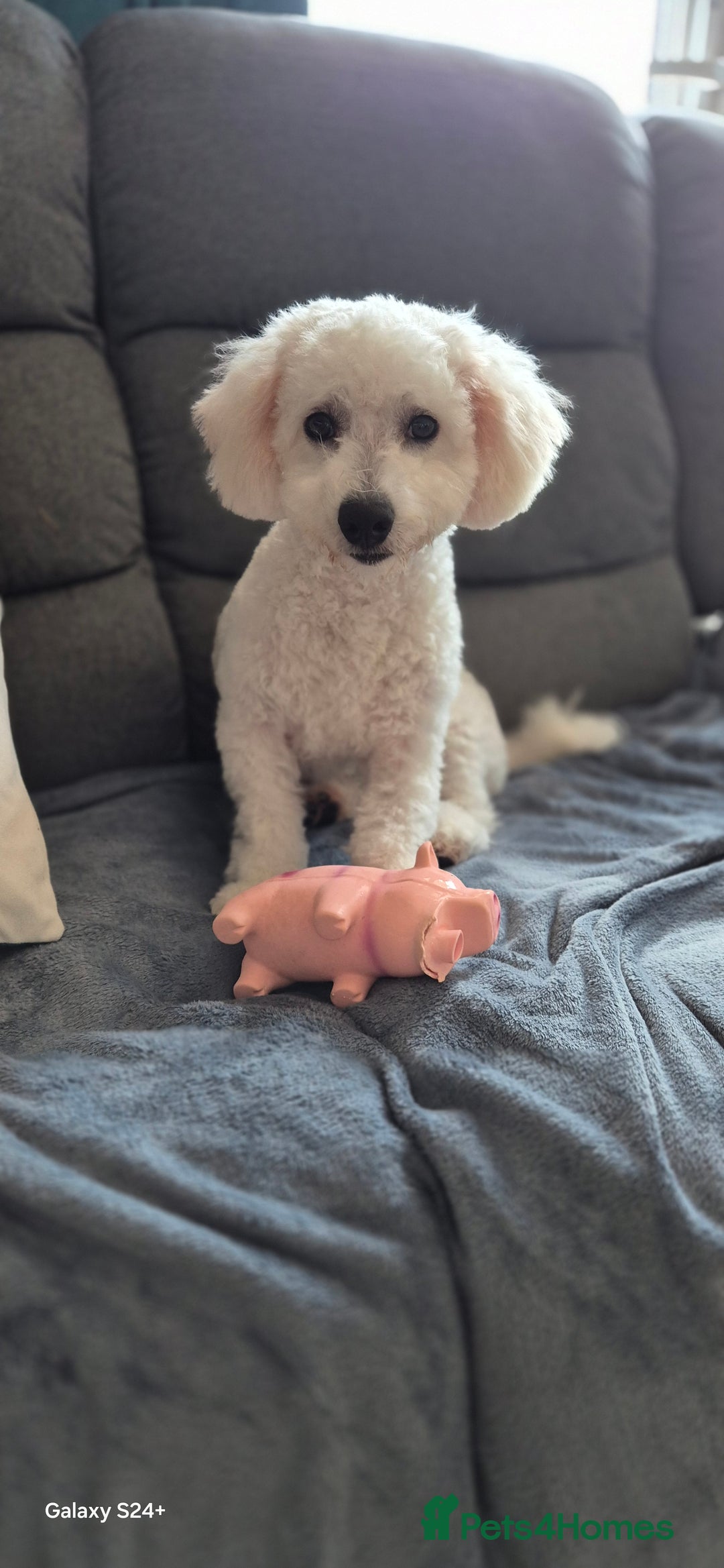 Bichon Frise dogs for sale: 11 months Bichon Frise, Male for sale  - Image 2