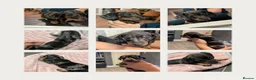Miniature Dachshund dogs for sale: Last puppy available ready now! - Advert 5