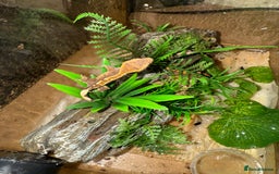 Gecko reptiles for sale: Crested Gecko - Image 5