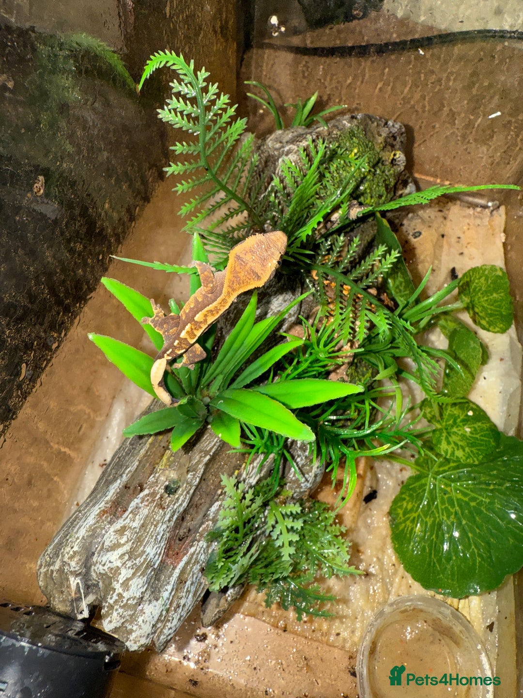 Gecko reptiles for sale: Crested Gecko - Image 5