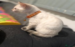 Bengal cats for sale: Blue Eyes Snow Lynx Bengal Kittens - Image 29