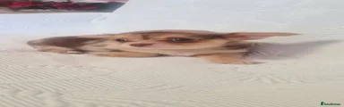 Chihuahua 3