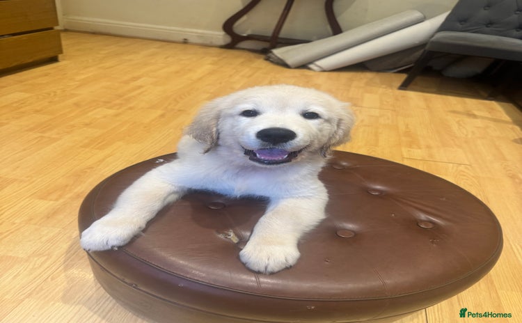 Golden Retriever dogs - Advert 12