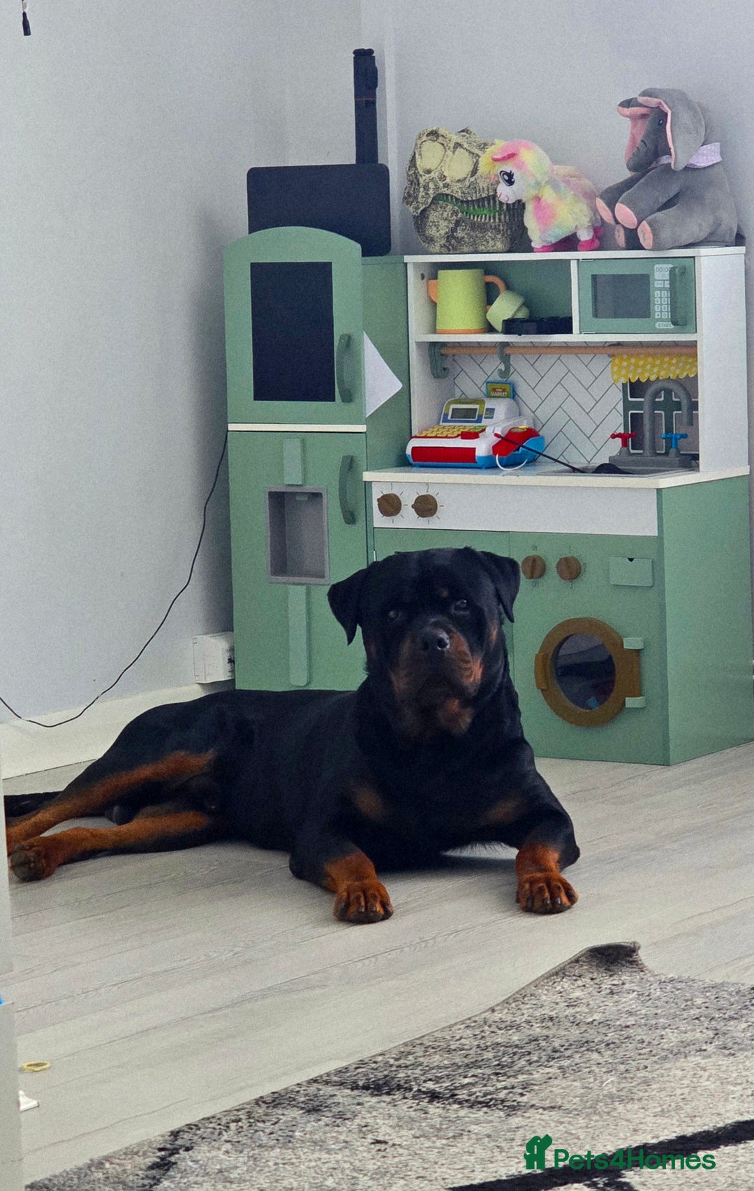Rottweiler dogs for sale: 3 year old male rottweiler  - Advert 1