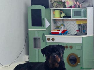 Rottweiler dogs 3 year old male rottweiler - Advert 1