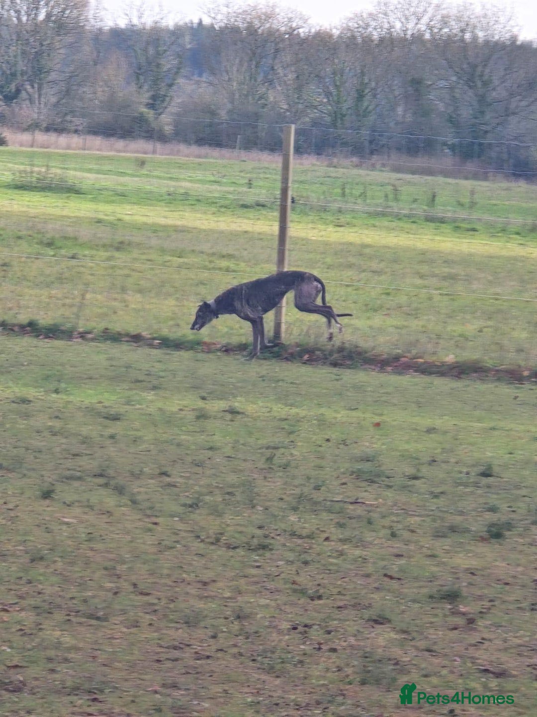 Greyhound dogs for adoption: 🐾 Meet Cass – Bursting with Character 🐾 - Advert 3