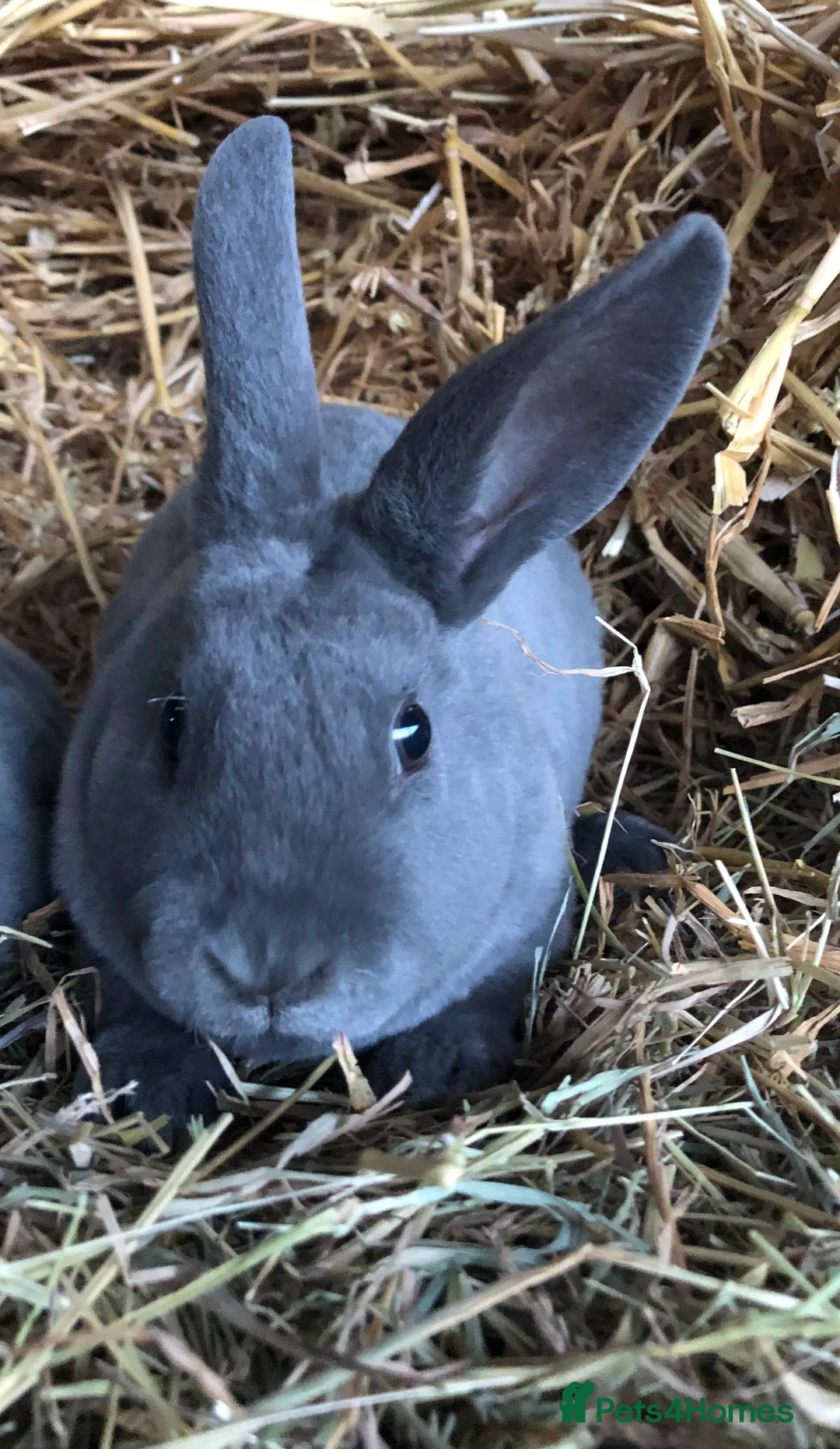 Rex rabbits for sale: Beautiful purebred velvet mini Rex rabbits 🐰🌿 - Advert 18