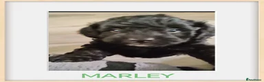 Marley