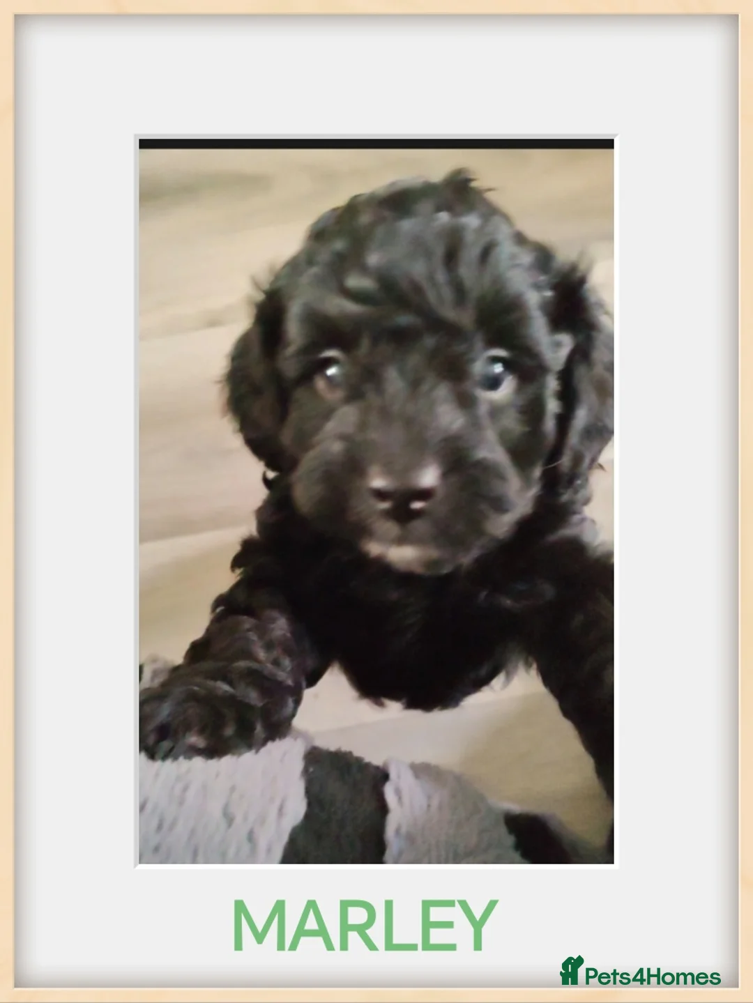 Cavapoo dogs for sale: Beautiful Cavapoos  - Advert 5