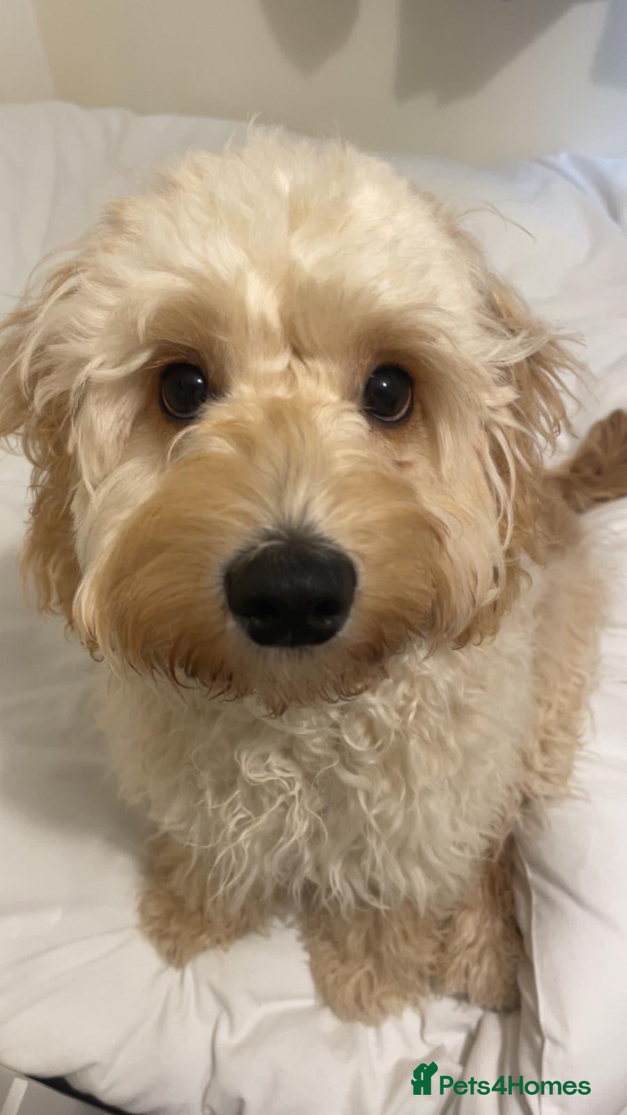 Sproodle dogs Male Toy Cockapoo 7 months old  - Advert 1